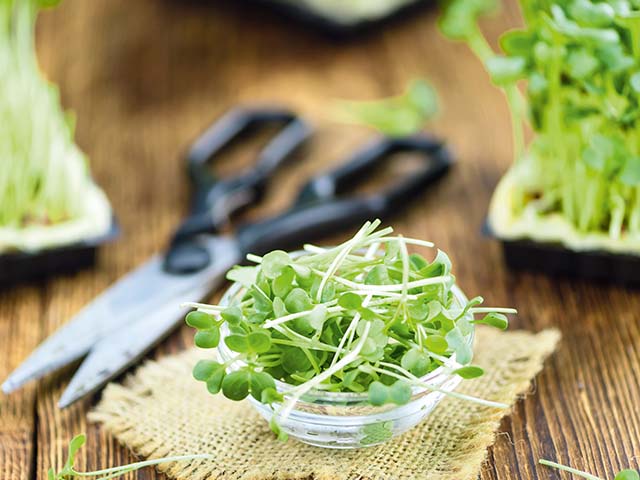 Eine Schale mit frischen Sprossen steht auf einem Holztisch neben einer Schere.