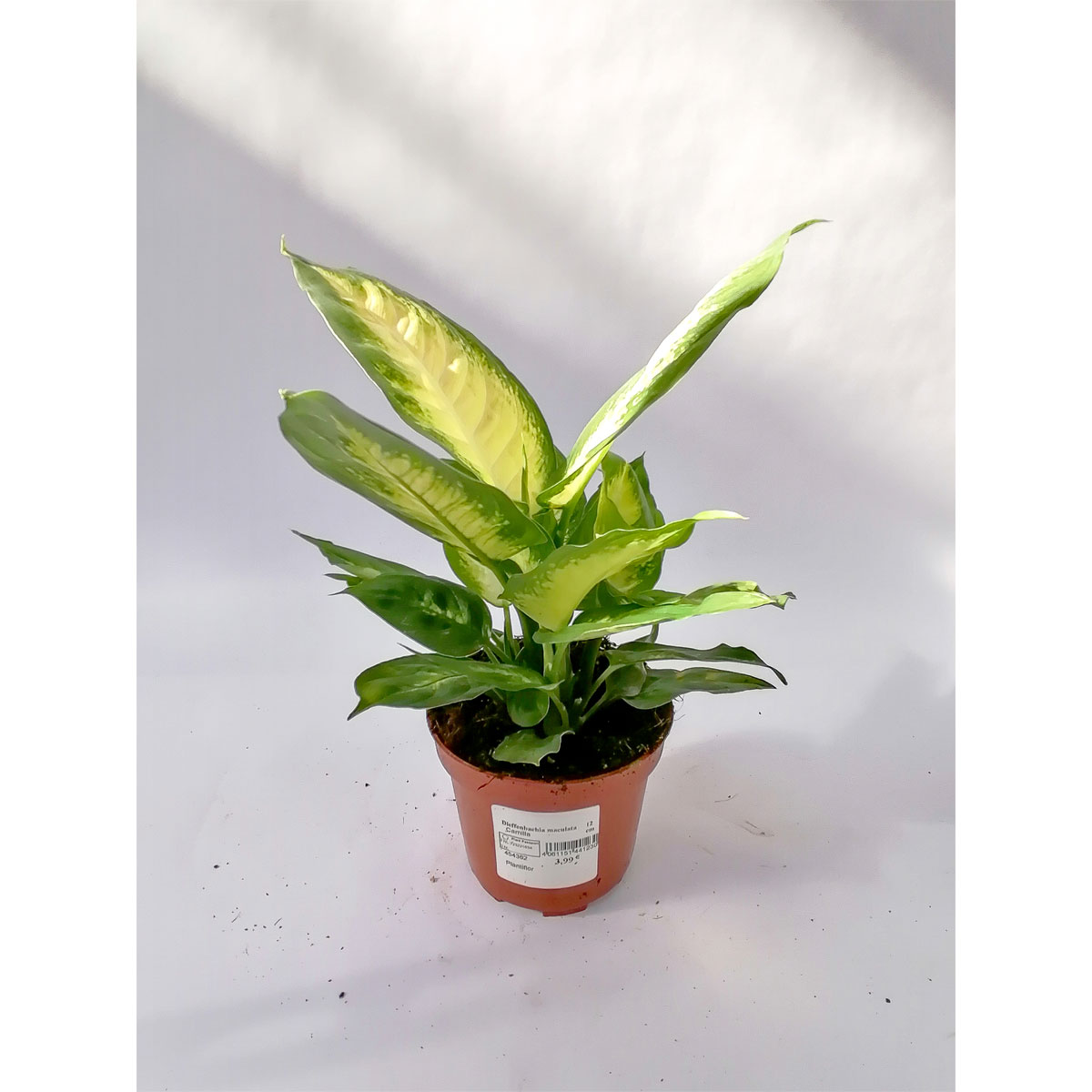 Plantiflor Dieffenbachie Camilla 35 cm T12