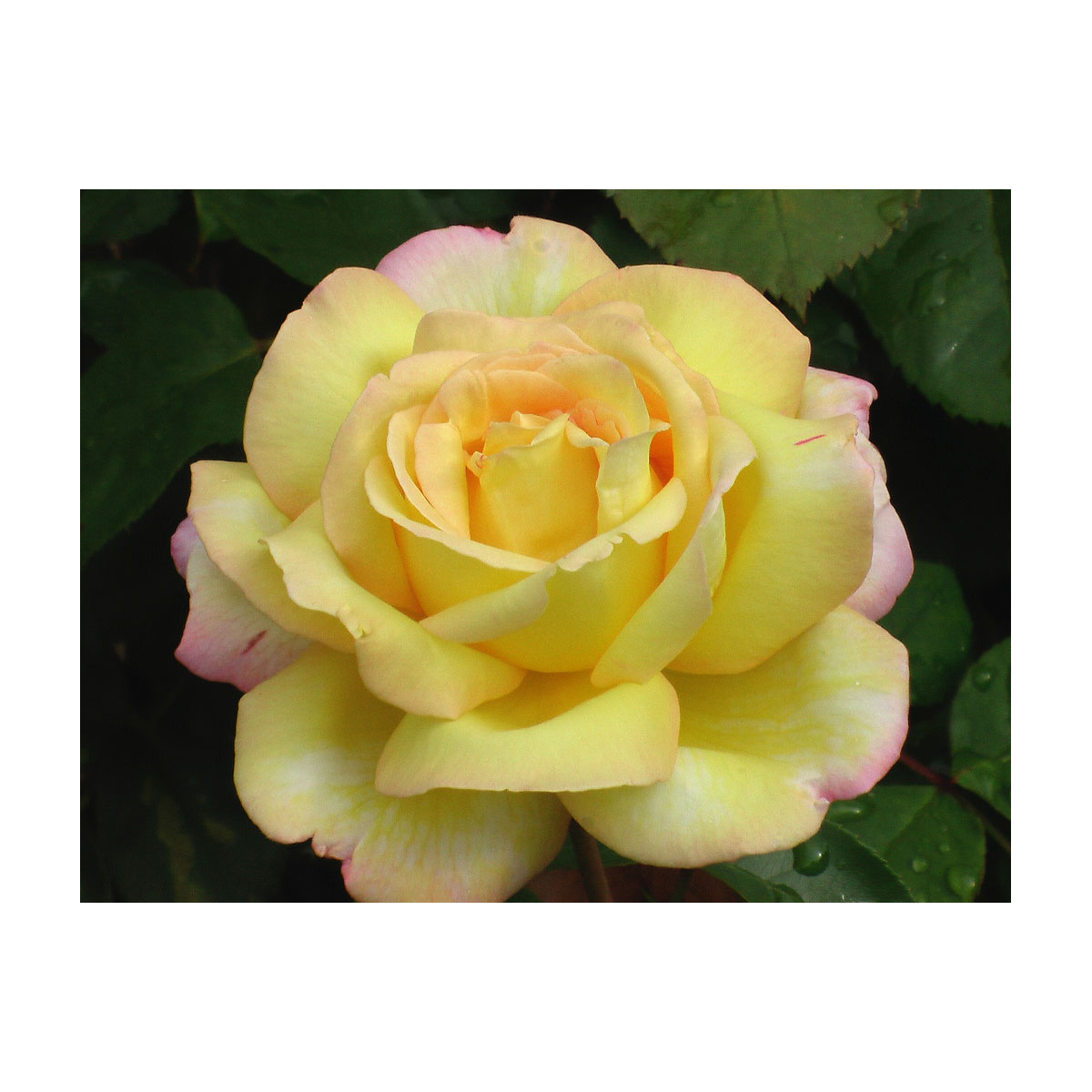 Plantiflor  Edelrose Gelb Topf Durchmesser 23 cm