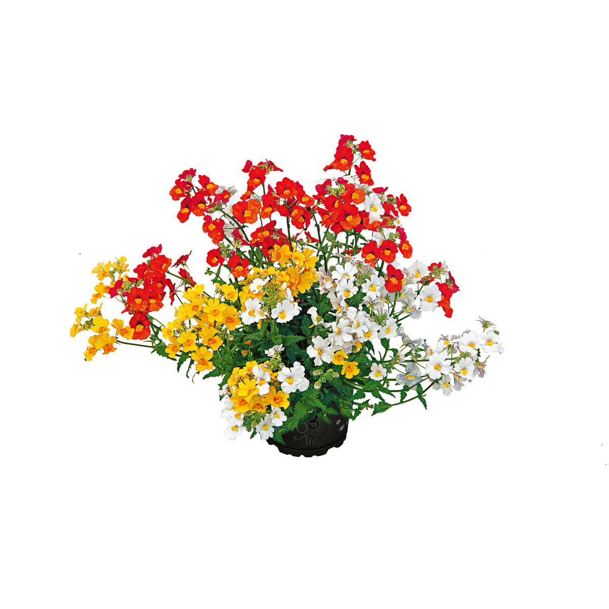 Plantiflor  Elfenspiegel Trio Topf Durchmesser 12 cm