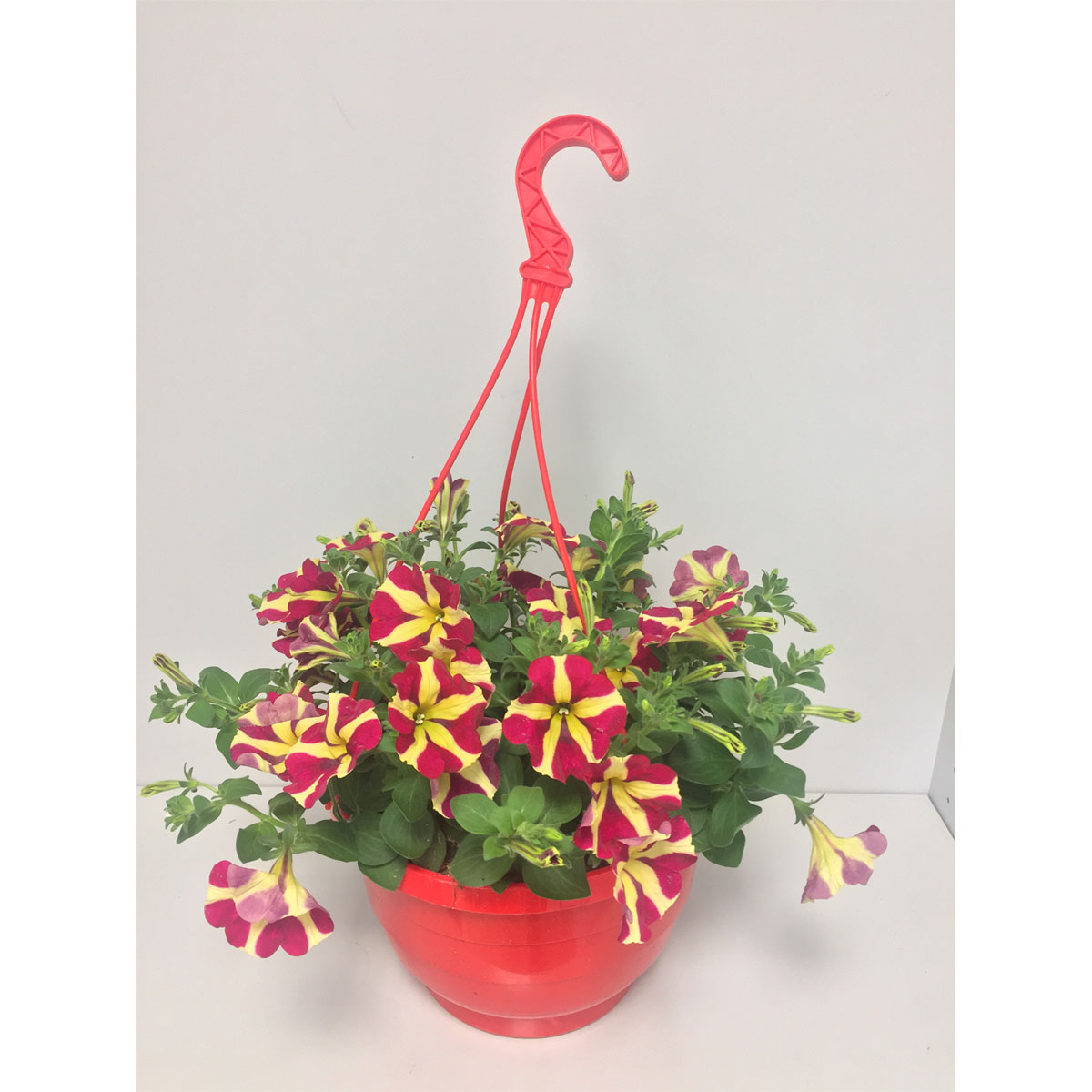 Plantiflor  Petunie Amore Ampel T25