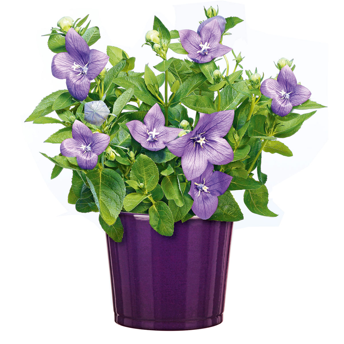 Plantiflor  Ballonblume Ton in Ton Topf- Durchmesser 12 cm Bild 4