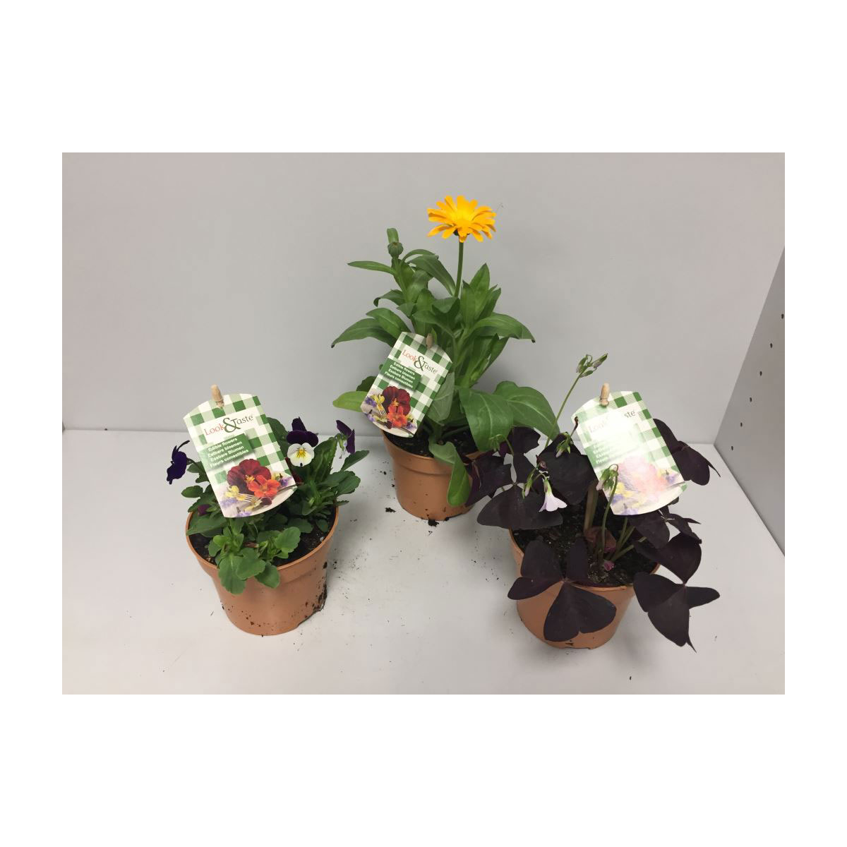 Plantiflor  Look und Taste essbare Pflanzen verschieden Sorten