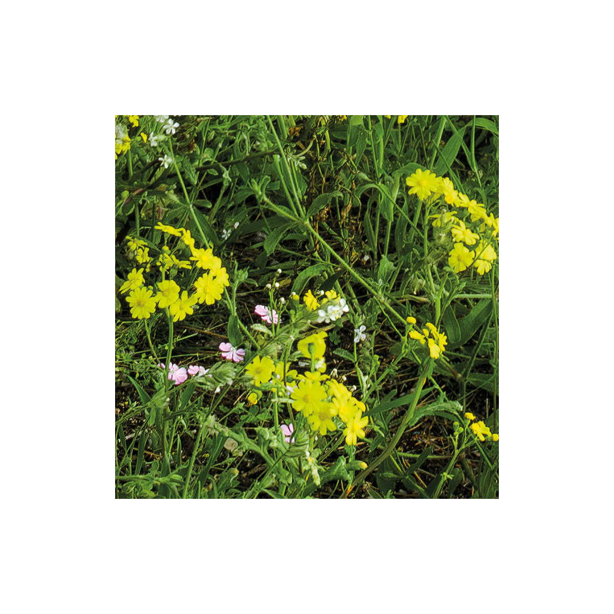 Komar  Vlies Fototapete Blütenzauberwald 450x280 cm Bild 4