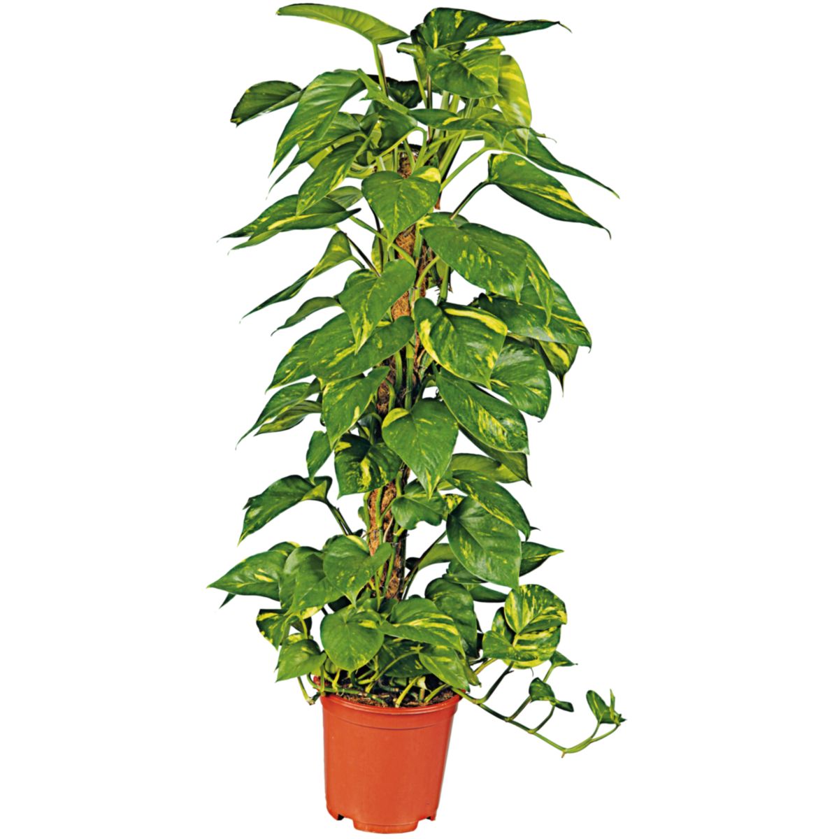 Plantiflor  Efeutute am Moosstab 120-130 cm T24