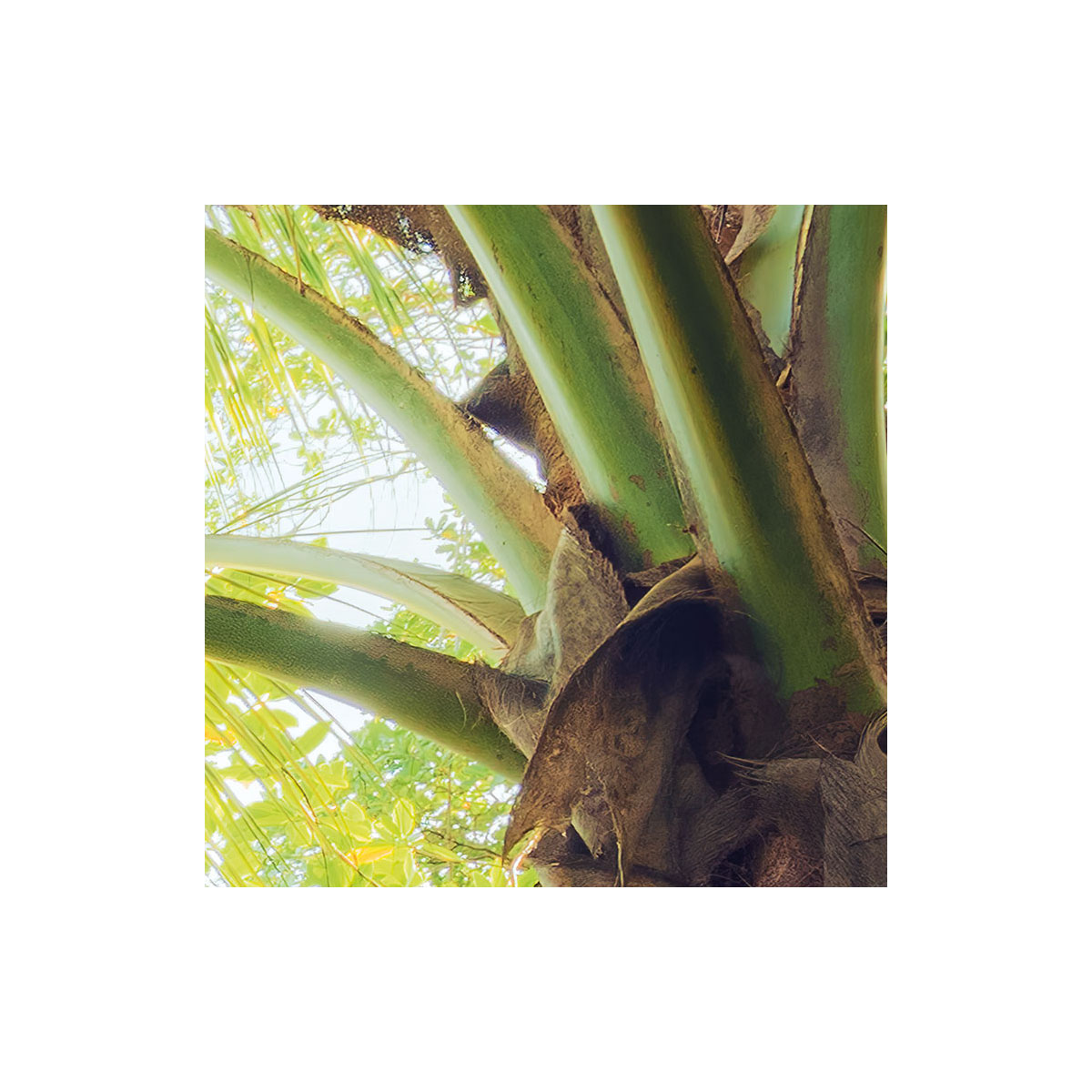 Komar  Vlies Fototapete Piratenversteck 450x280 cm Bild 6