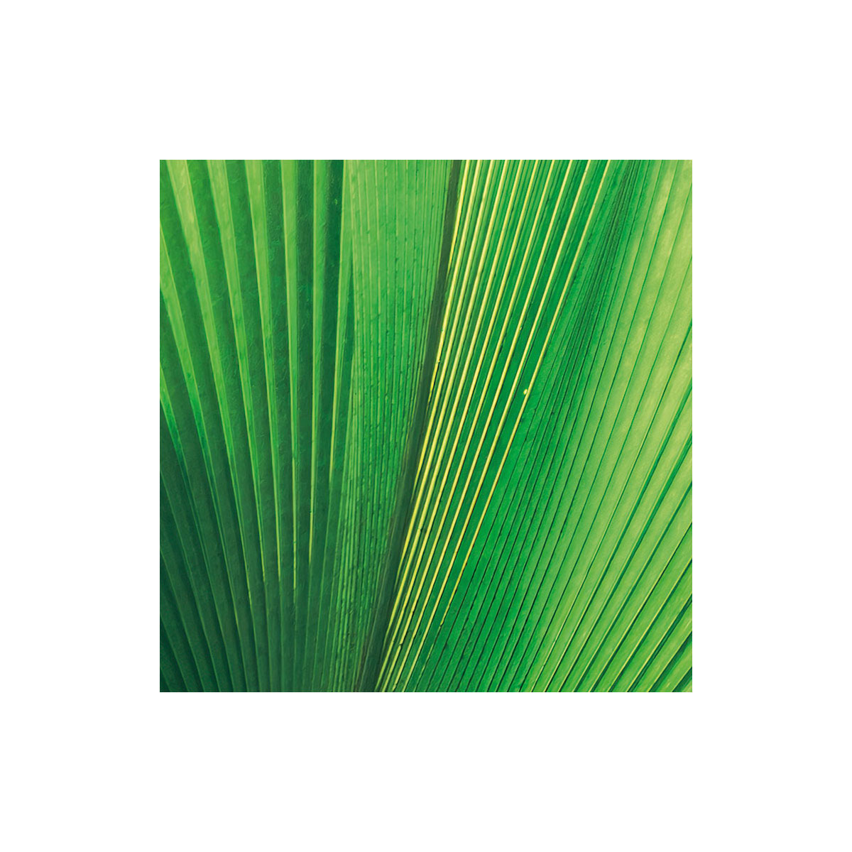 Komar  Vlies Fototapete Dschungeldach 450x280 cm Bild 7