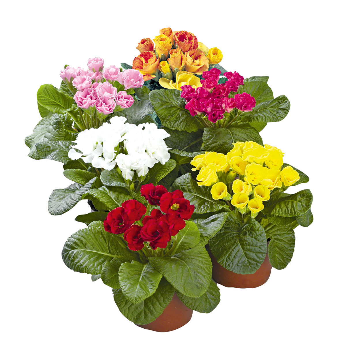 Plantiflor  Primel Topf Durchmesser 10,5 cm Bild 2