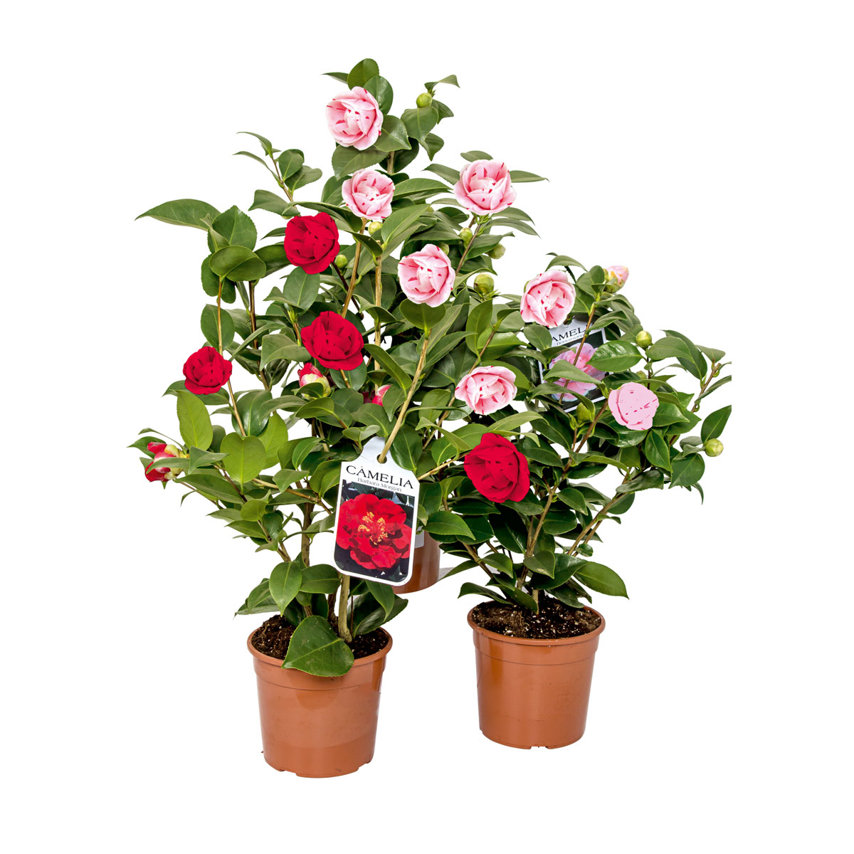 Japanische Kamelie Topf Durchmesser 15 cm Bild 2