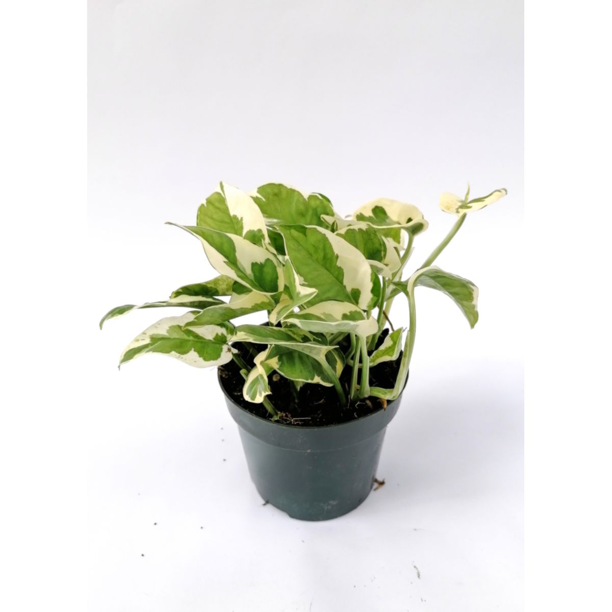 Plantiflor Efeutute Joy 15-20 cm T12