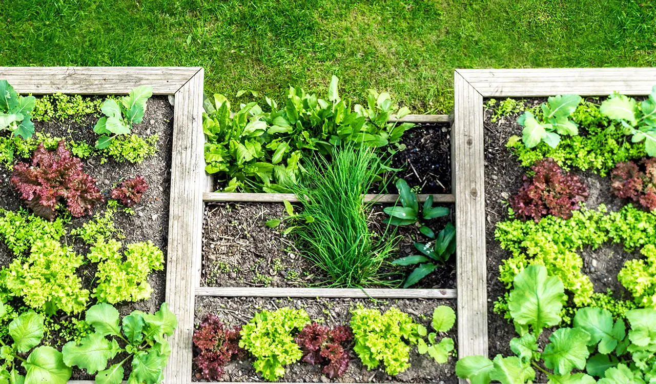 Hochbeet mit unterschiedlichen Kräutern und Salaten