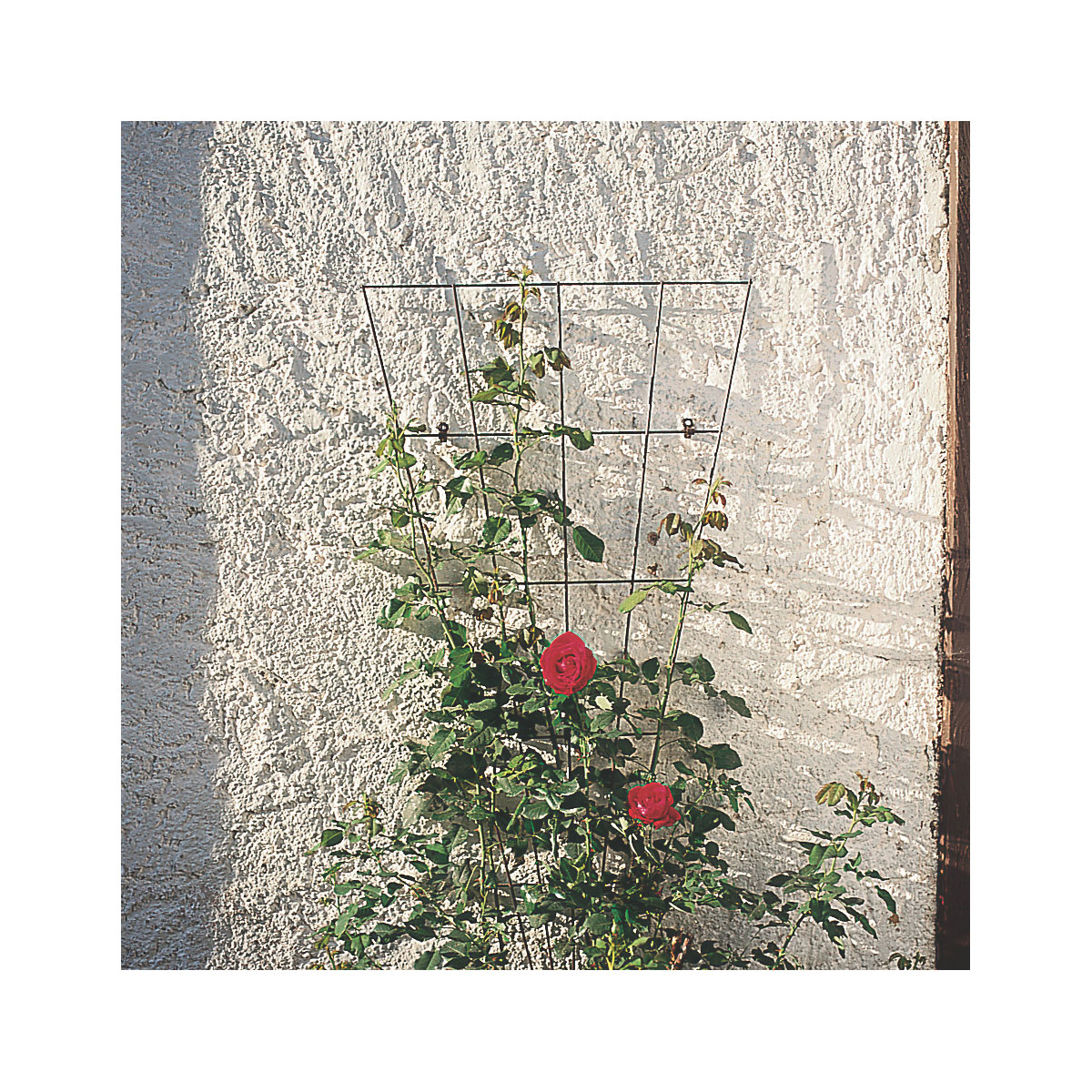 Windhager Gitterspalier 145 cm V-förmig weiß Bild 3