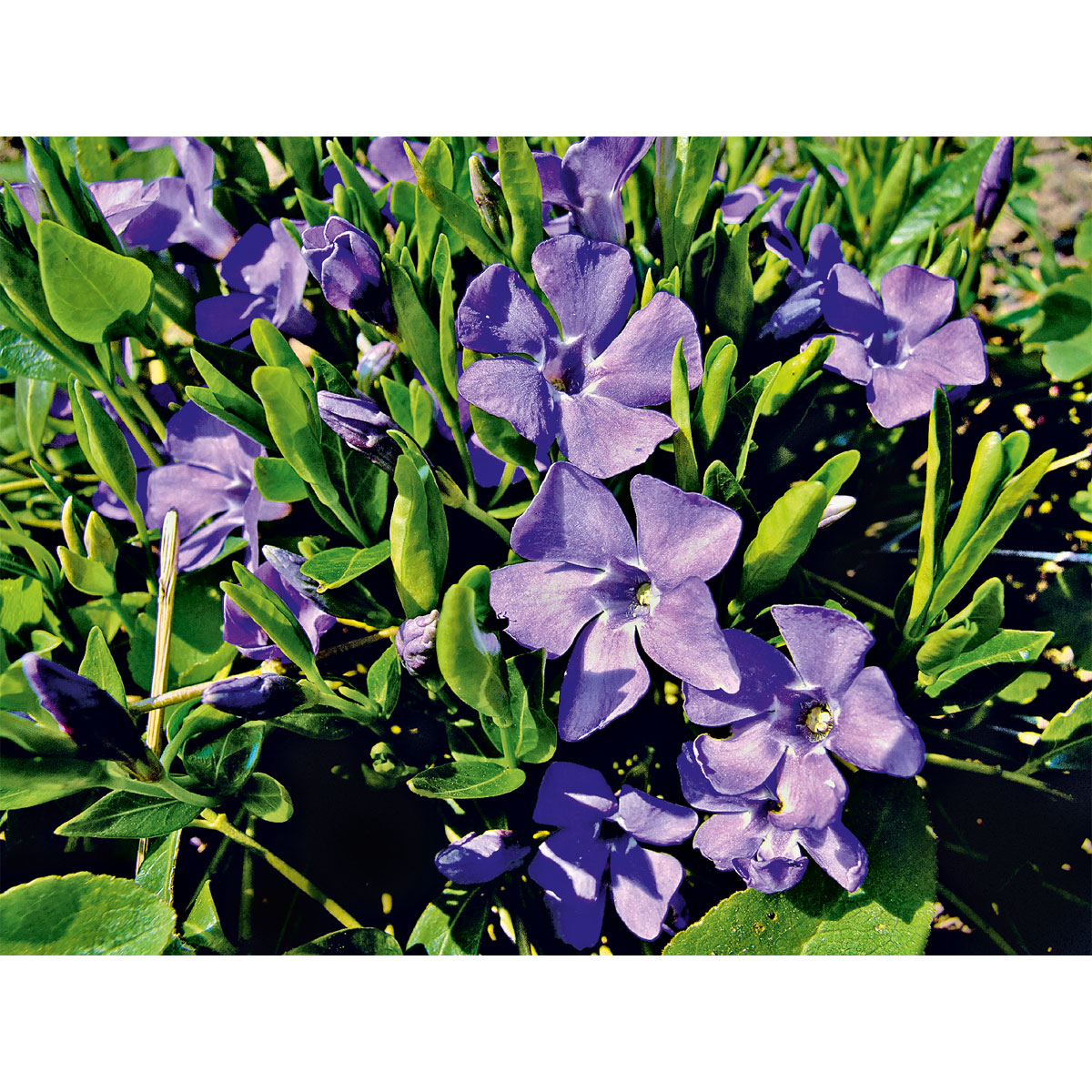 Plantiflor  Immergrün Topf Dm 9,5 cm Bild 1