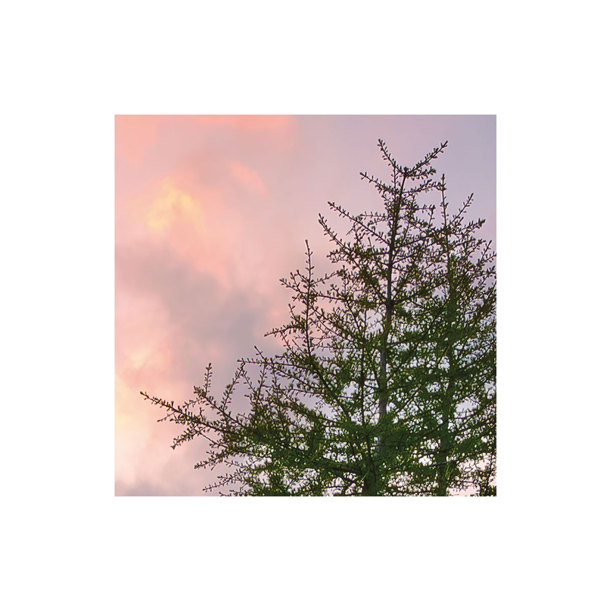 Komar  Vlies Fototapete Wild Paradise 450x280 cm Bild 7