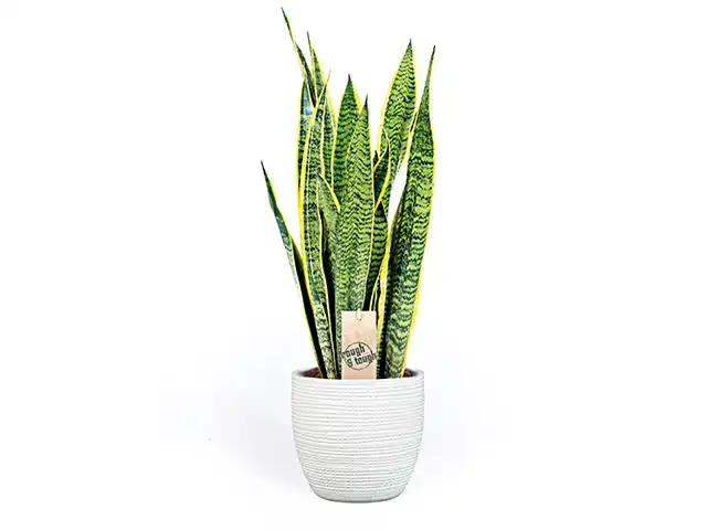 Sansevieria