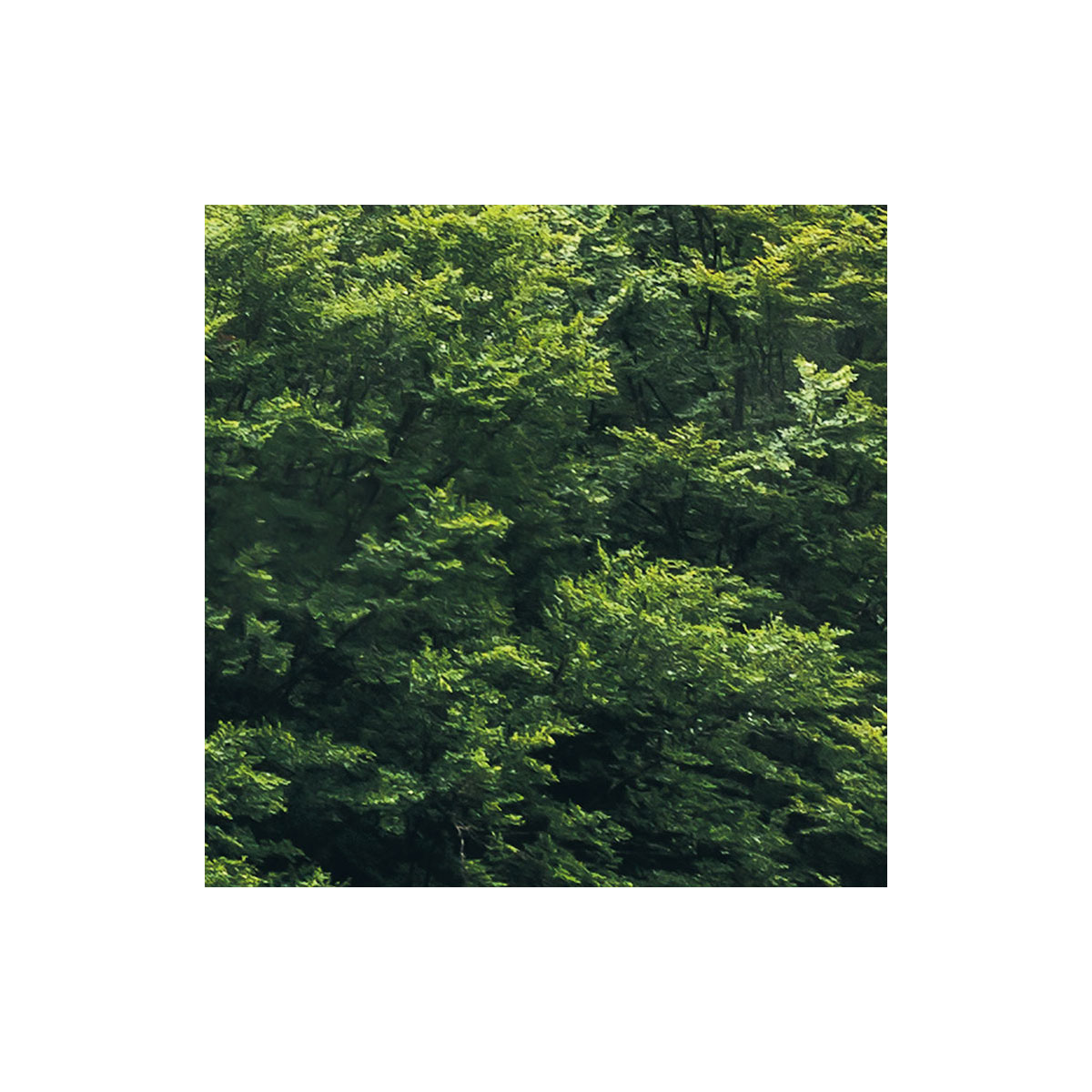 Komar  Vlies Fototapete Forest Land 400x250 cm Bild 7