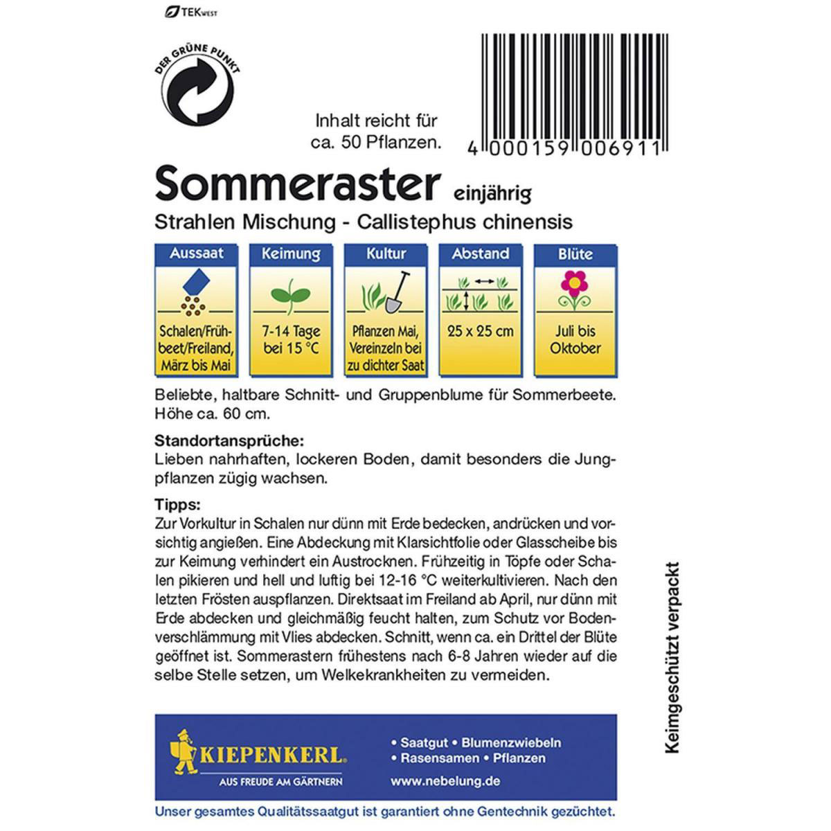 Kiepenkerl Strahlen-Aster Callistephus Misch. Bild 2