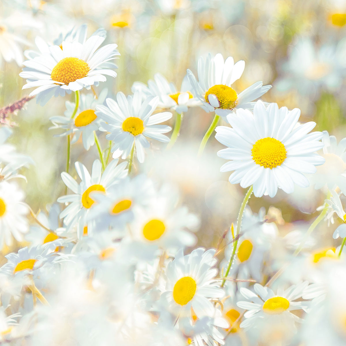 Komar  Papier Fototapete Daisies 368x254 cm Bild 9