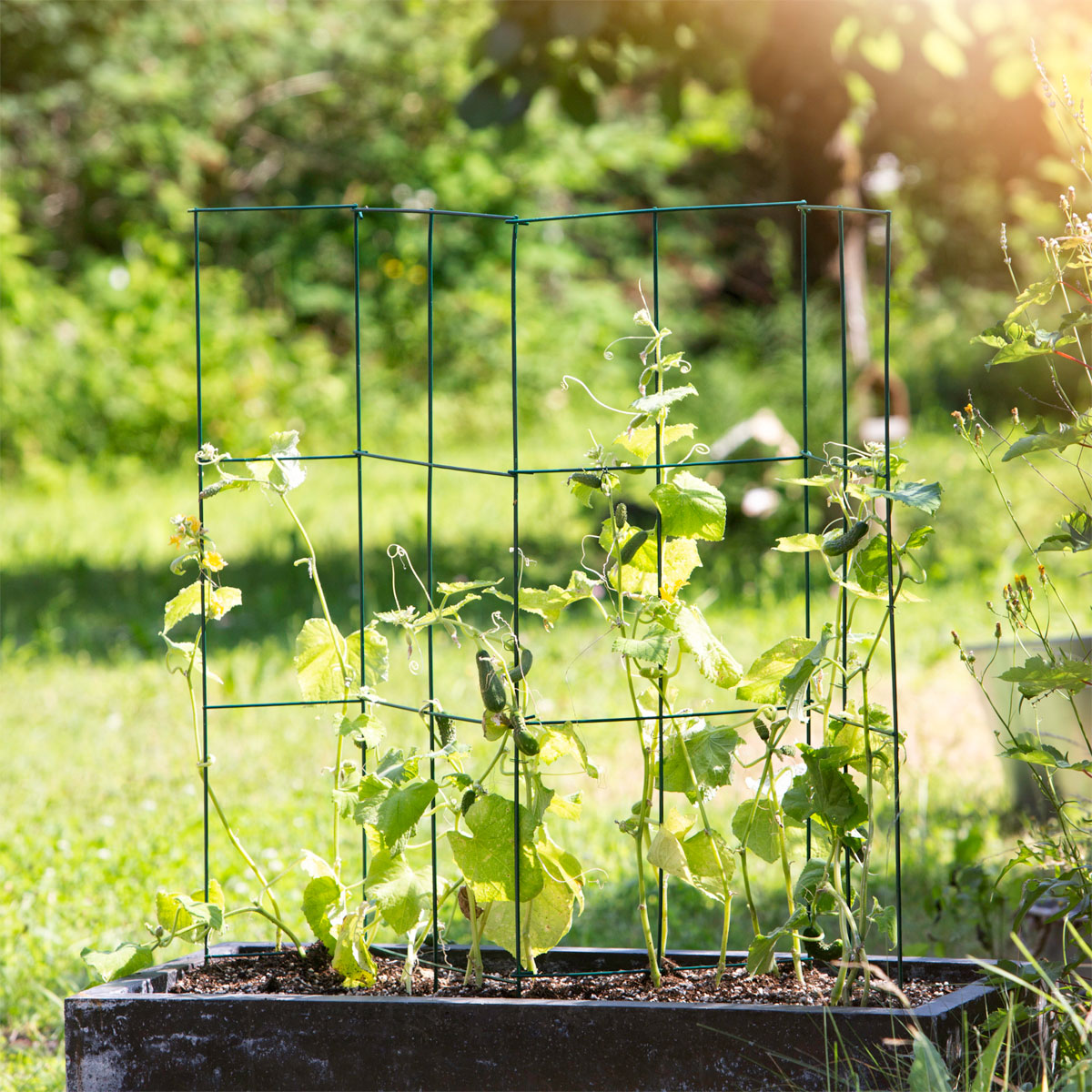 Windhager  Tomaten-Turm 35x35x118 cm 4-teilig