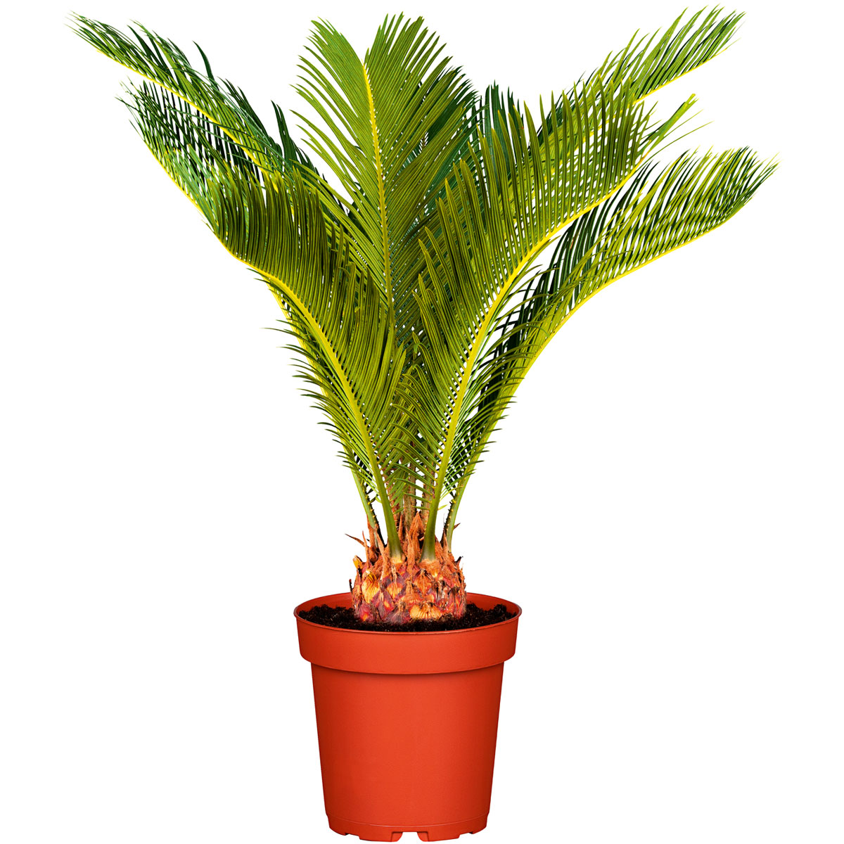 Plantiflor  Palmfarn Topf Durchmesser 12 cm Bild 1