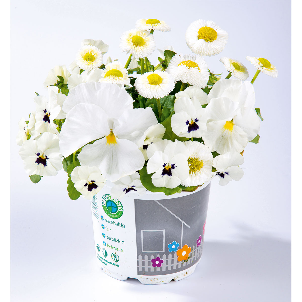 Plantiflor  Frühlings-Mix Topf Durchmesser 13 cm Bild 5