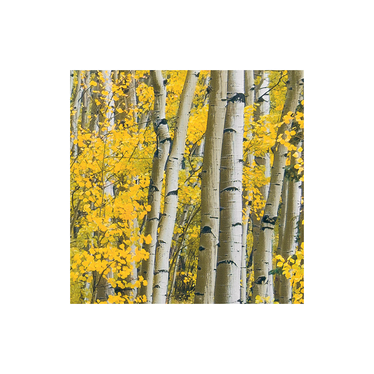 Komar  Vlies Fototapete Orange Forest 400x250 cm Bild 8