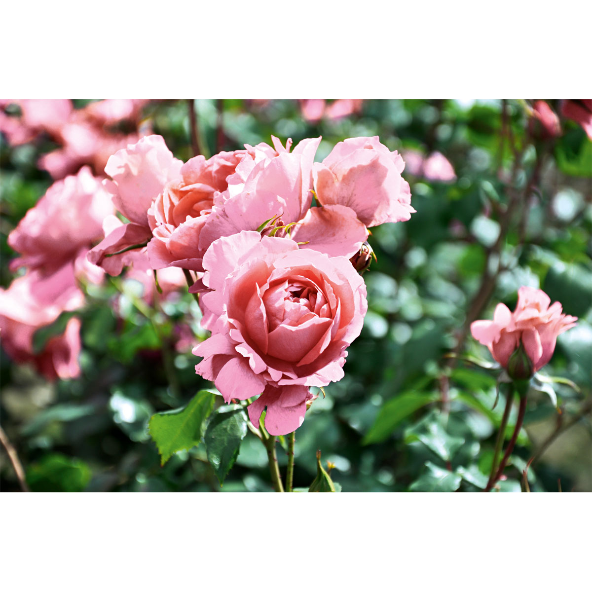 Plantiflor  Kletterrose „Rosa“, Topf Ø 23 cm