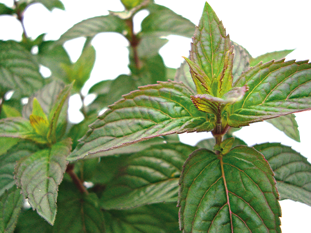 Nahaufnahme von Kräutern.