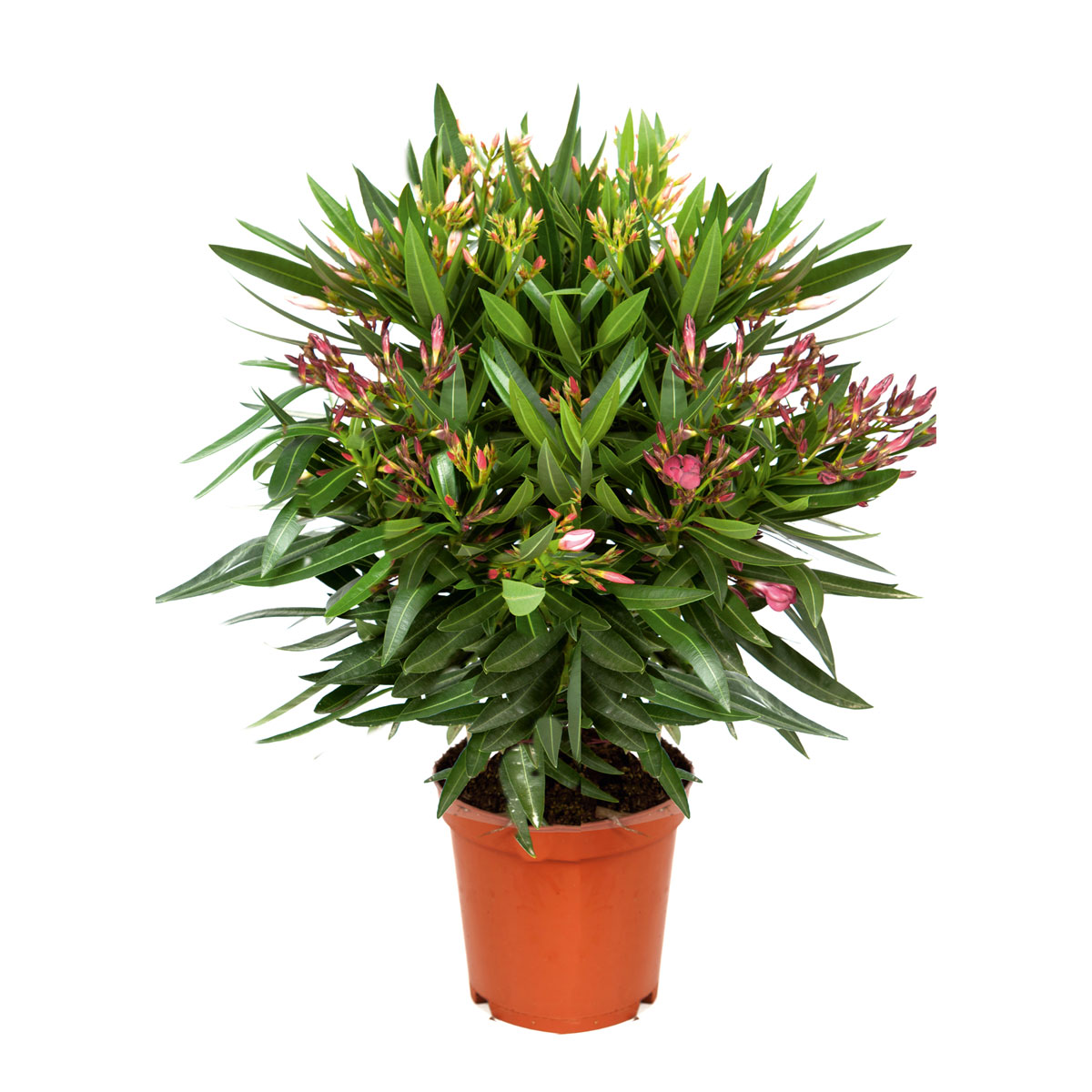 Plantiflor  Oleander Busch 50-60 cm T17/18