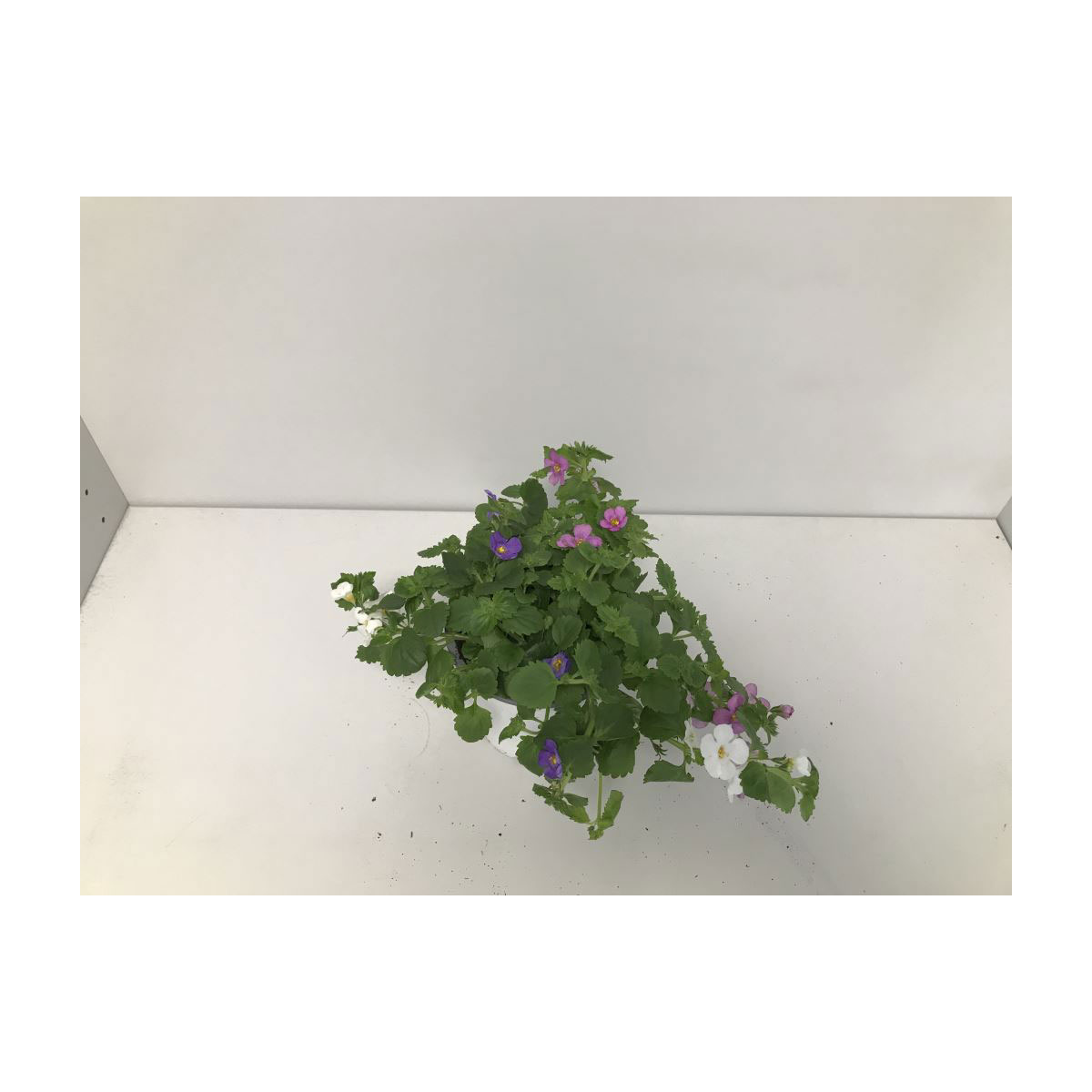 Plantiflor  Schneeflockenblume Trio T12