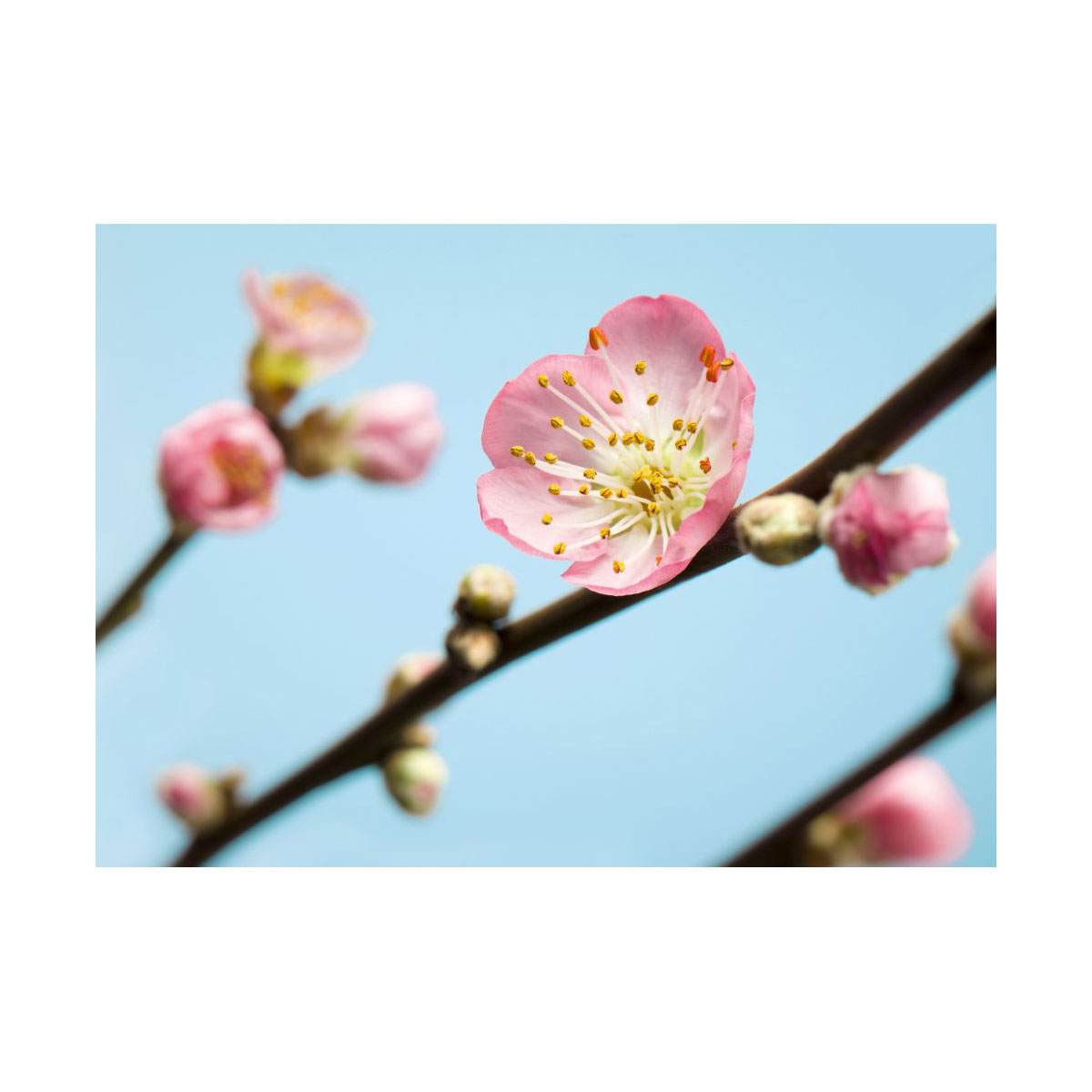 Komar  Vlies Fototapete Peach Blossom 350x250 cm Bild 2