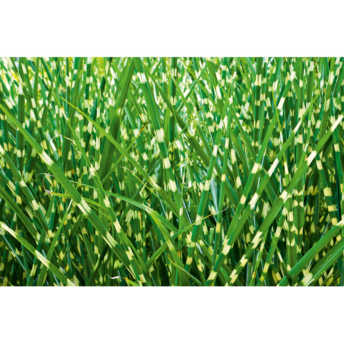 Plantiflor  Solitär-Gräser Topf Durchmesser 23 cm Bild 2