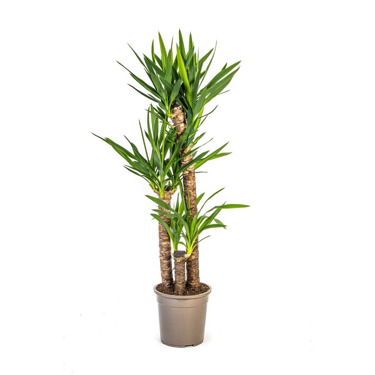 Yucca-Palme, Topf Ø 24 cm Bild 1