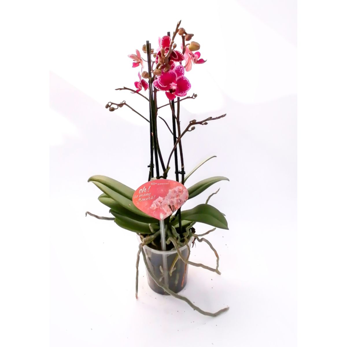 Plantiflor Orchideen-Mix 3-Trieber
