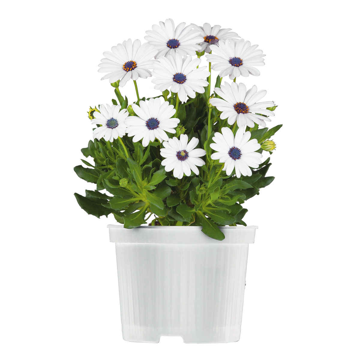 Plantiflor  Kapkörbchen verschiedene Farben im Topf Durchmesser 10,5 cm Bild 2