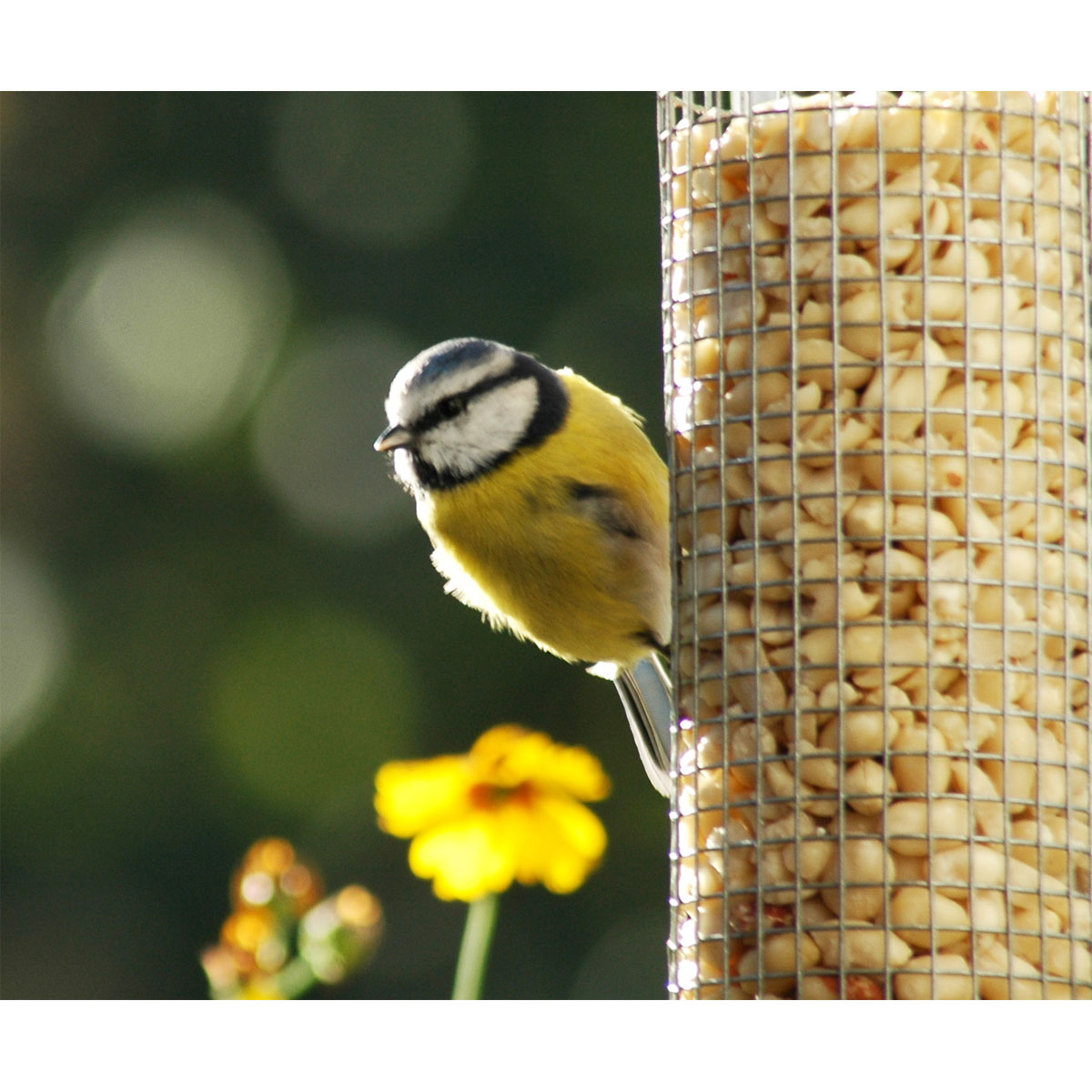 Futterspender mit Gitterröhre mit Anflugringen 14 x 14 x 26 cm Metall Silber Bild 4
