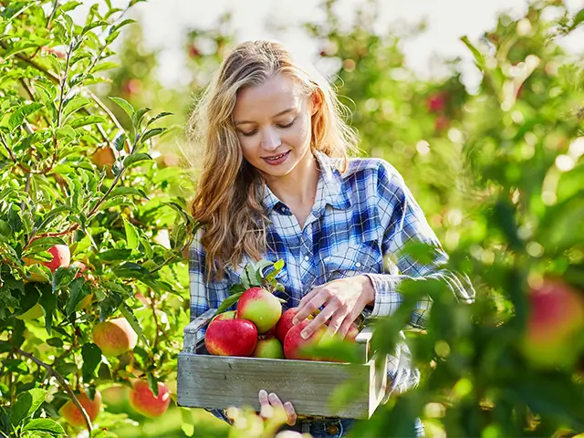 Eine junge Frau erntet Äpfel im Garten