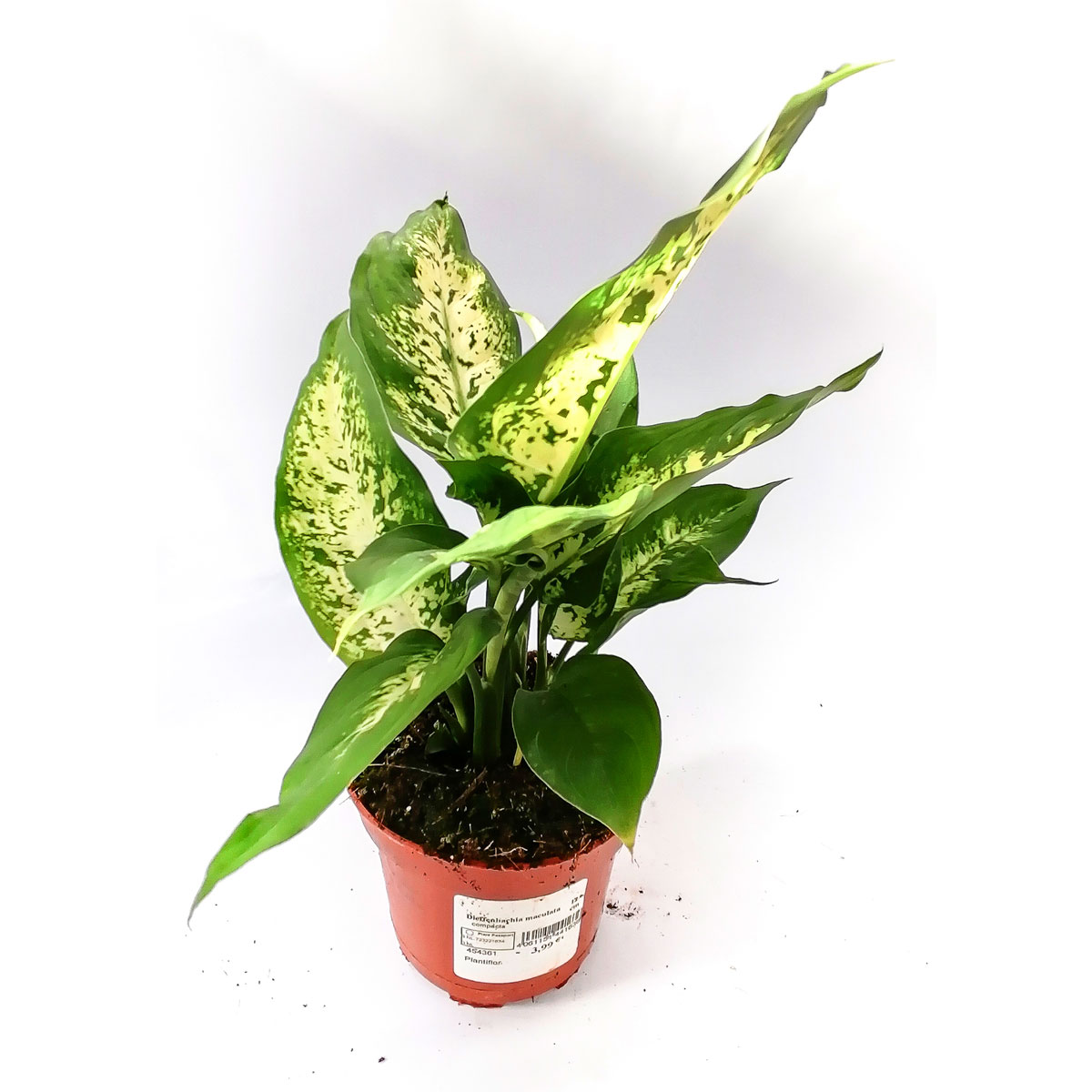 Plantiflor Dieffenbachie Compacta 35 cm T12