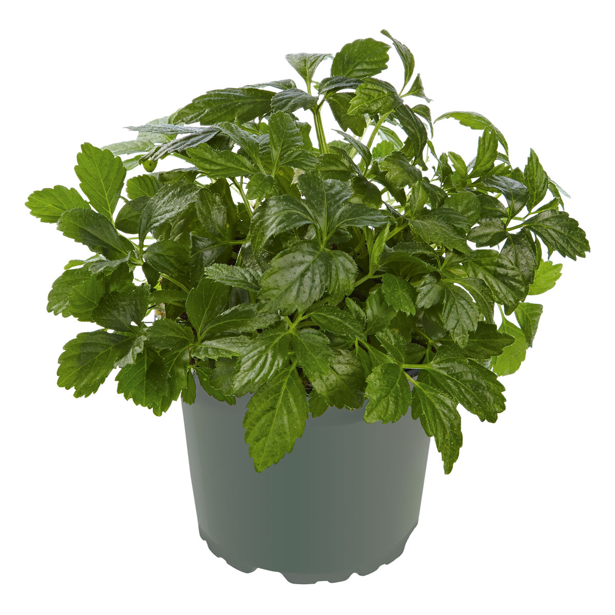 Plantiflor  Gourmetkräuter Kraut des Lebens Topf 12 cm