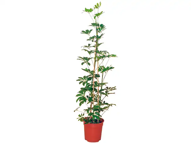 Schefflera