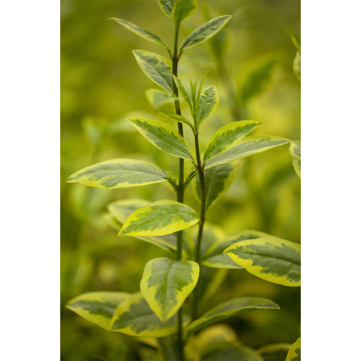 Plantiflor Gold-Liguster Aureum Topf 22 cm