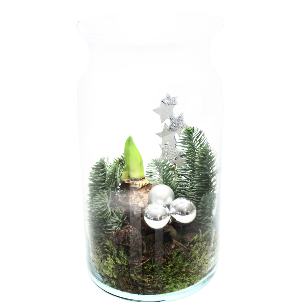 Plantiflor  Amaryllis im Glas Topf- Durchmesser 15 cm Bild 2