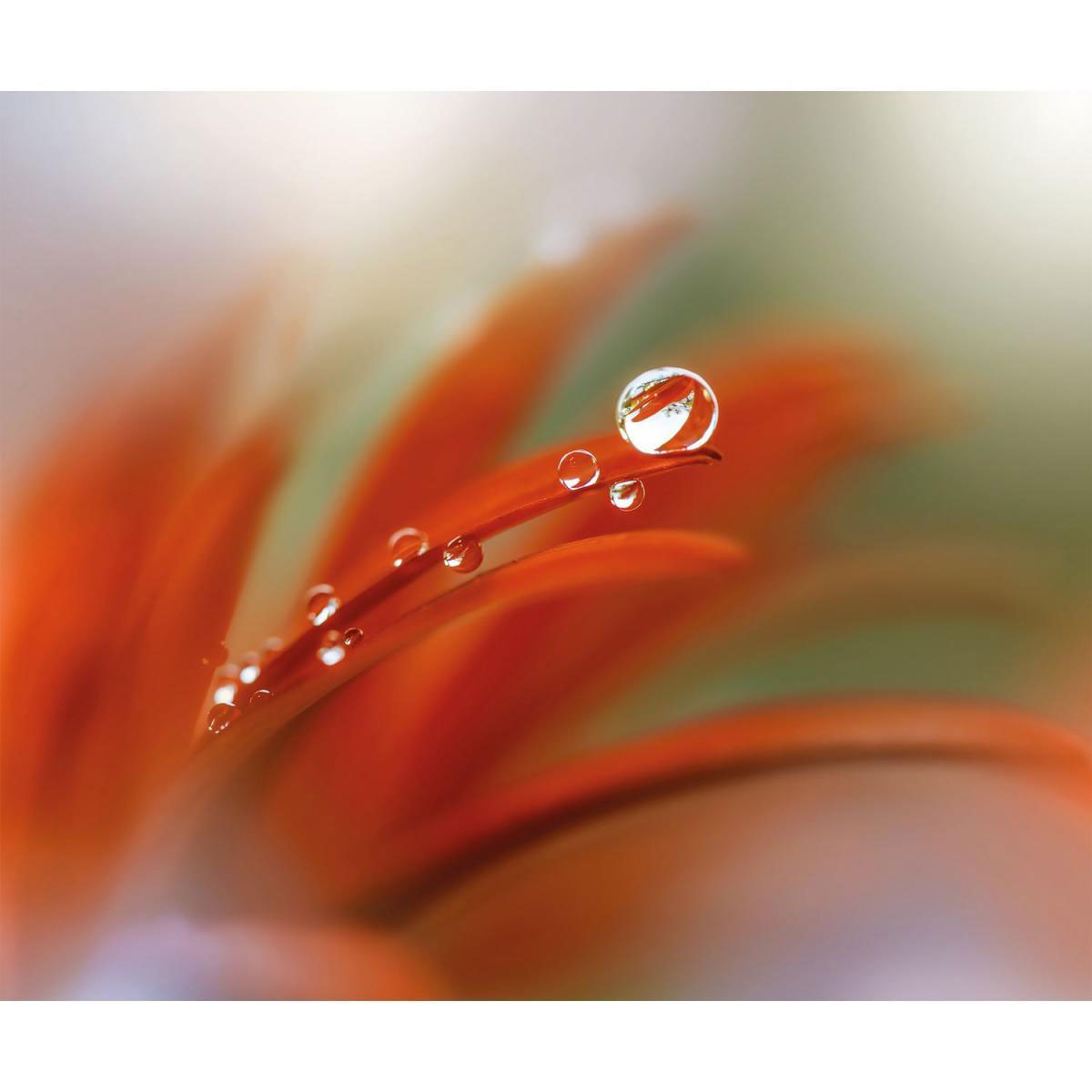 Komar Vlies-Fototapete Tautropfen 3-teilig 300 x 250 cm Bild 1