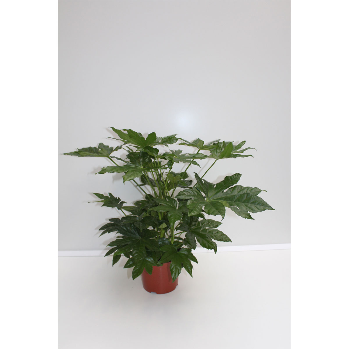 Plantiflor Zimmeraralie 75 cm Topf 21 cm