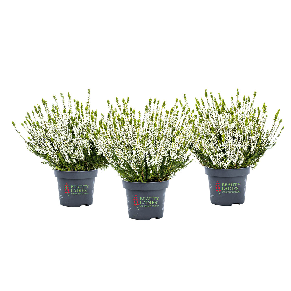 Plantiflor  Knospenheide Beauty Ladies Topf Durchmesser 9,5 cm Bild 6