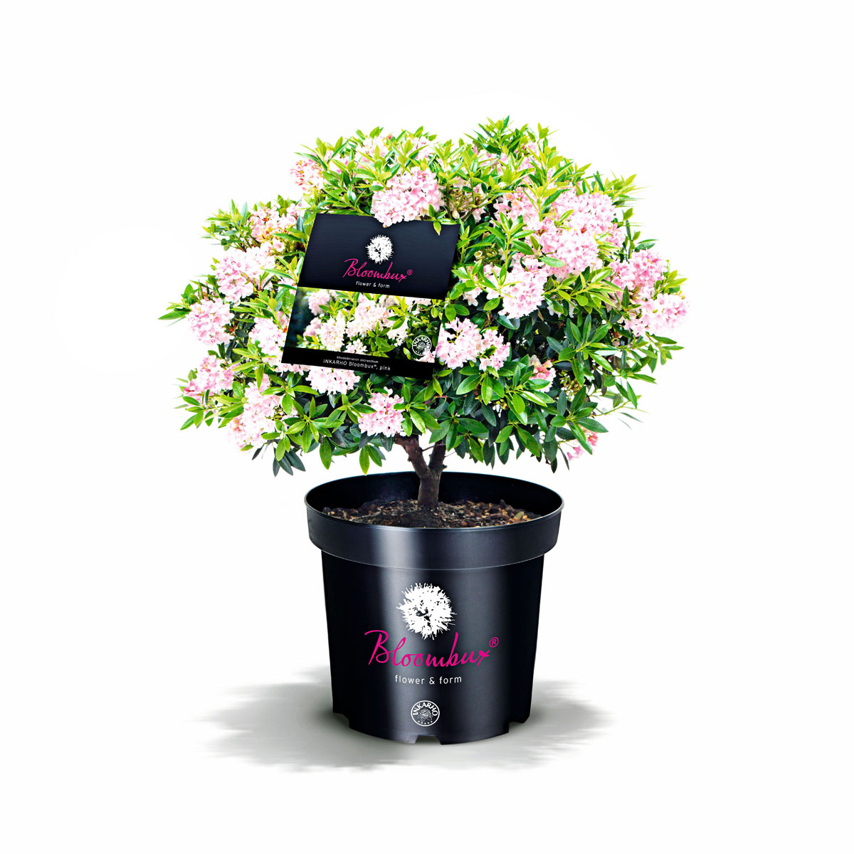 Rhododendron Bloombux Topf Durchmesser 17 cm