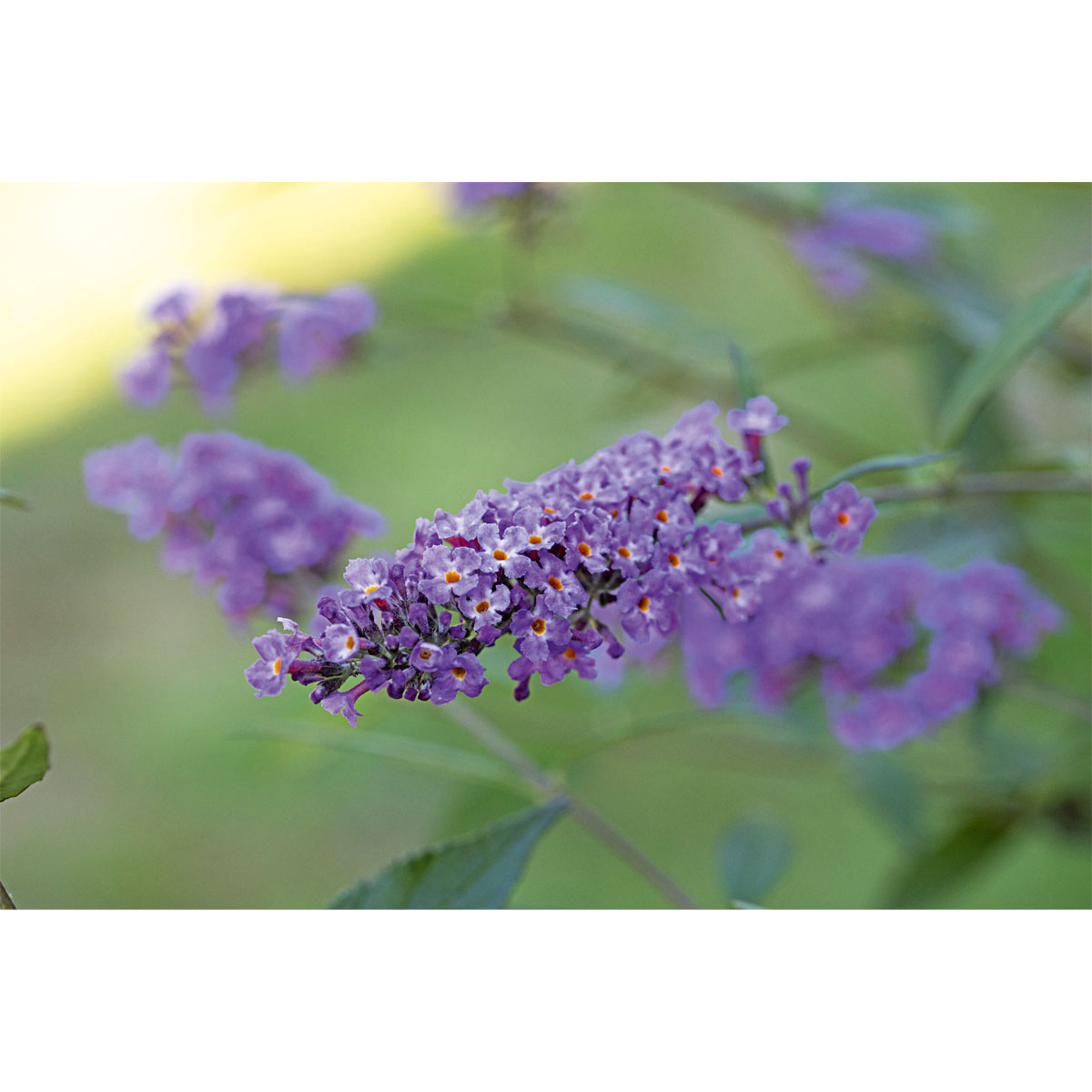 Plantiflor Sommerflieder Summer Lounge Kollektion Topf Durchmesser 22 cm