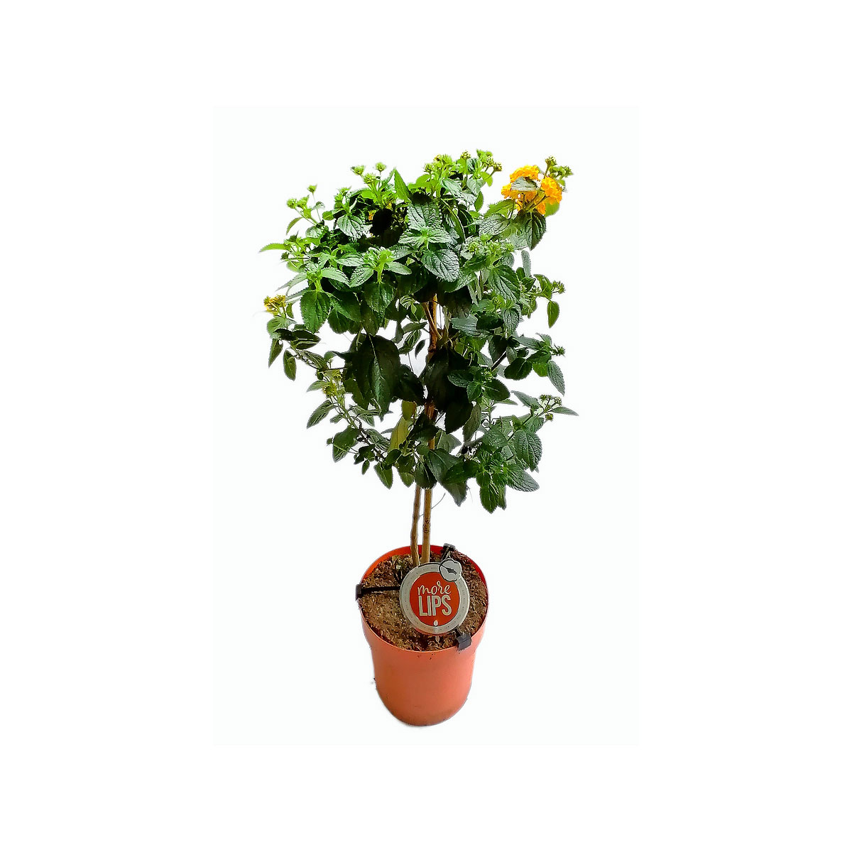 Mediterrane Stämme T19 4 Sorten Bild 1