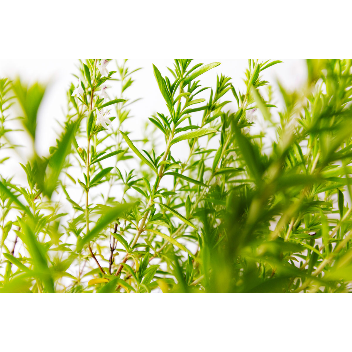 Plantiflor Bohnenkraut T14 Bild 2