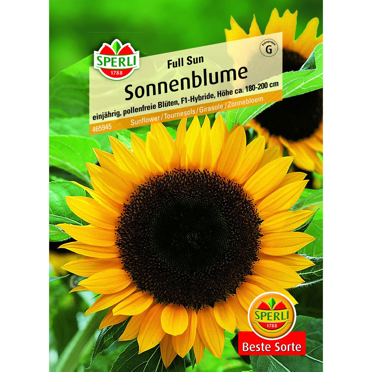 Sonnenblume Full Sun 180-200 cm